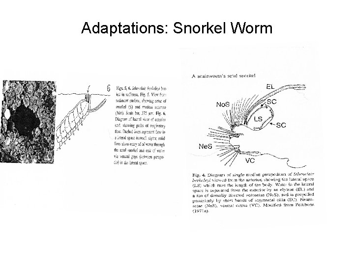 Adaptations: Snorkel Worm 