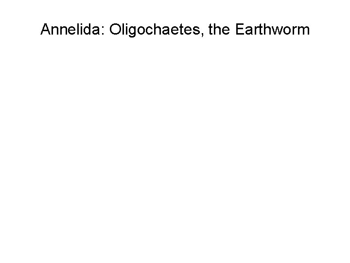 Annelida: Oligochaetes, the Earthworm 