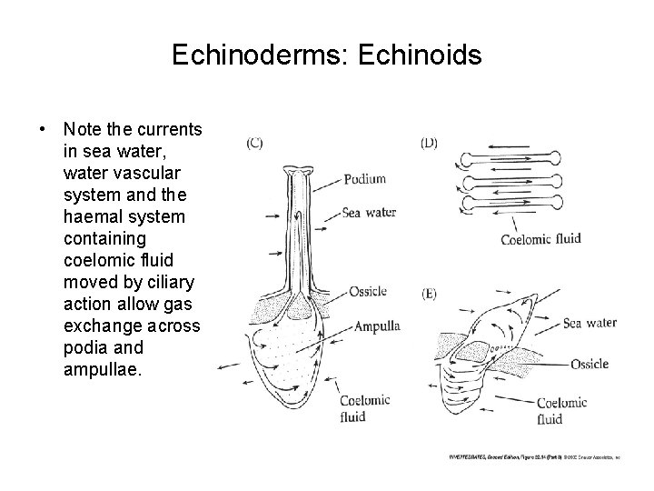 Echinoderms: Echinoids • Note the currents in sea water, water vascular system and the