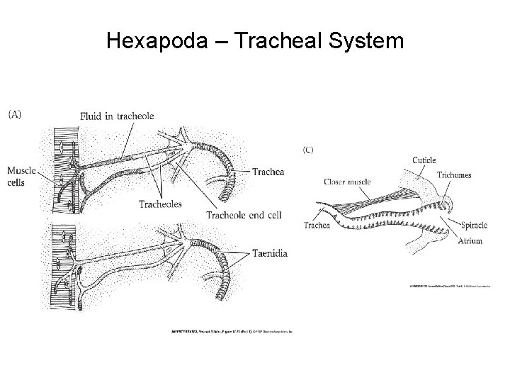 Hexapoda – Tracheal System 
