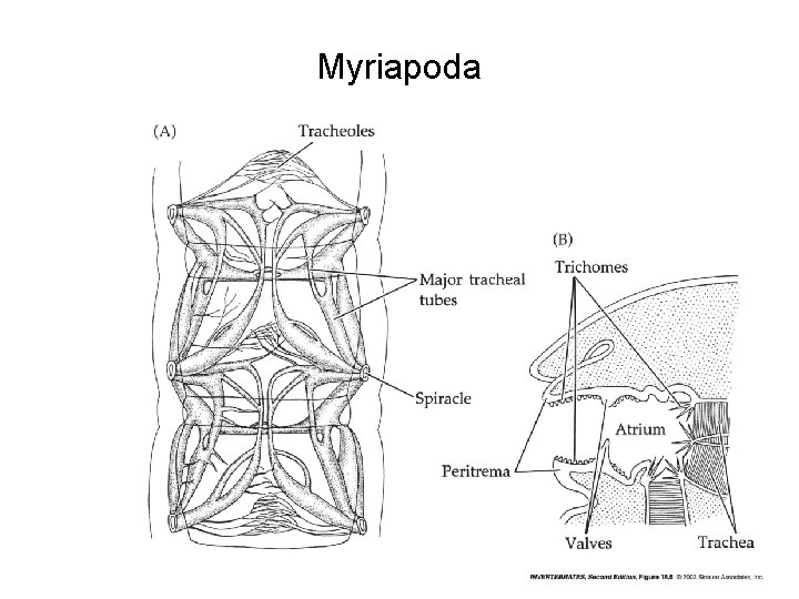 Myriapoda 