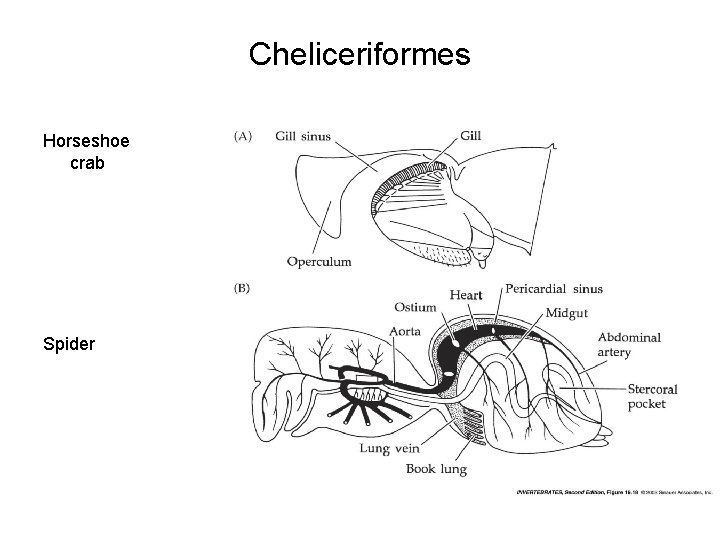 Cheliceriformes Horseshoe crab Spider 