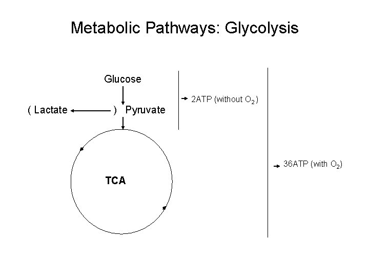 Metabolic Pathways: Glycolysis Glucose ( Lactate ) Pyruvate TCA 2 ATP (without O 2