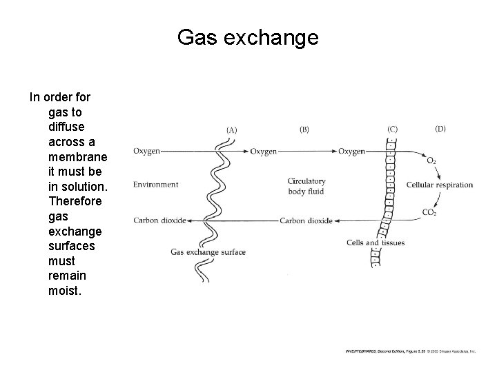 Gas exchange In order for gas to diffuse across a membrane it must be