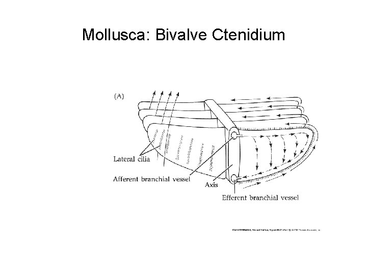 Mollusca: Bivalve Ctenidium 