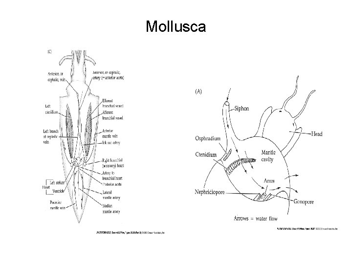 Mollusca 