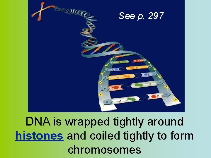 See p. 297 DNA is wrapped tightly around histones and coiled tightly to form