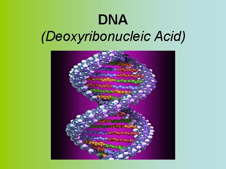 DNA (Deoxyribonucleic Acid) 