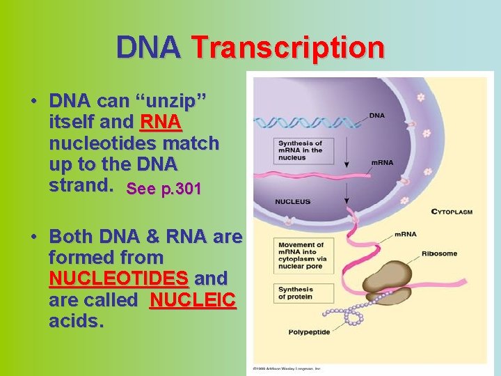 DNA Transcription • DNA can “unzip” itself and RNA nucleotides match up to the