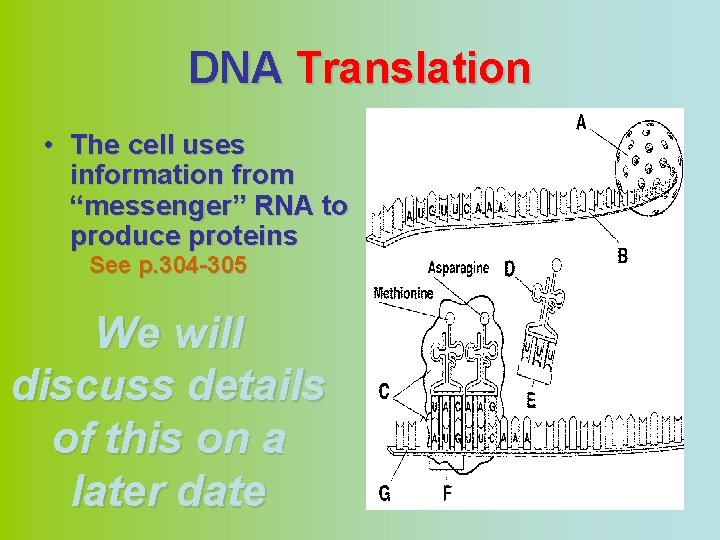 DNA Translation • The cell uses information from “messenger” RNA to produce proteins See