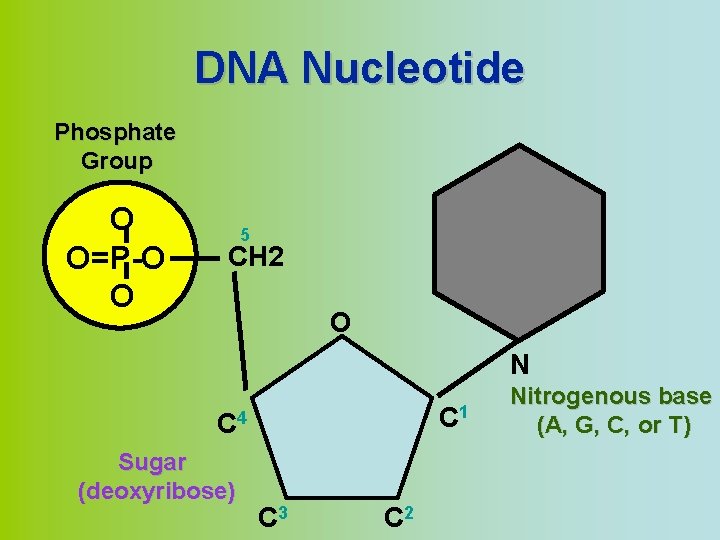 DNA Nucleotide Phosphate Group O O=P-O O 5 CH 2 O N C 1