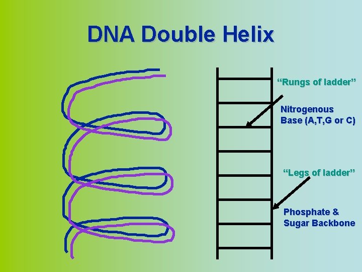 DNA Double Helix “Rungs of ladder” Nitrogenous Base (A, T, G or C) “Legs
