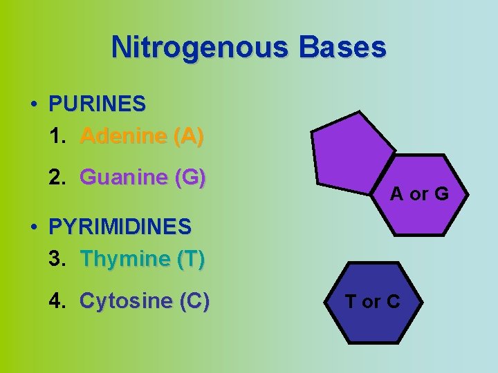 Nitrogenous Bases • PURINES 1. Adenine (A) 2. Guanine (G) A or G •