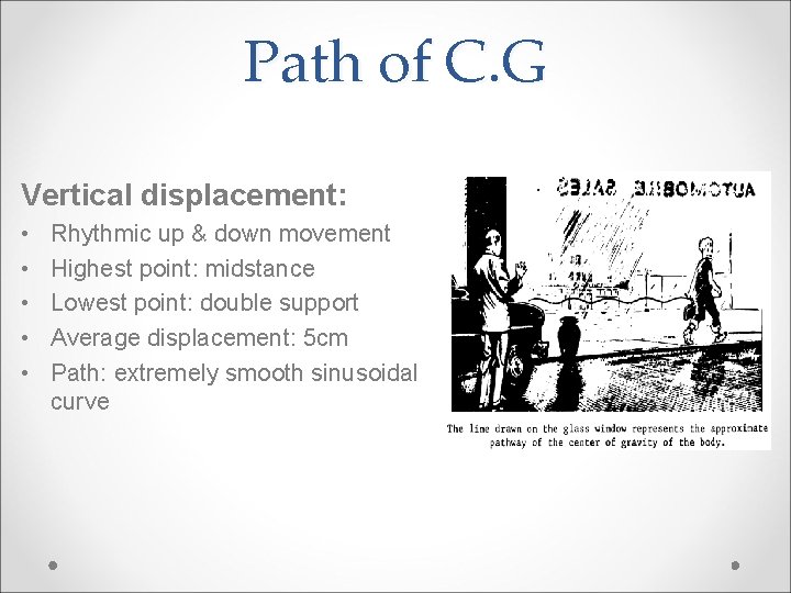 Path of C. G Vertical displacement: • • • Rhythmic up & down movement