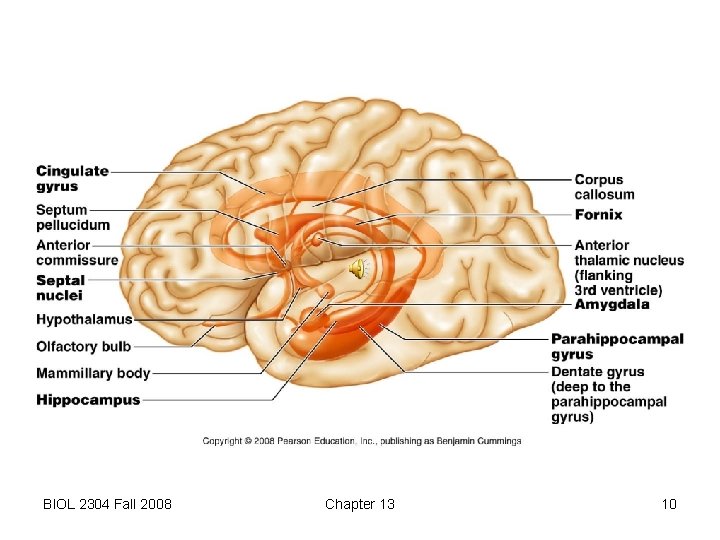 BIOL 2304 Fall 2008 Chapter 13 10 