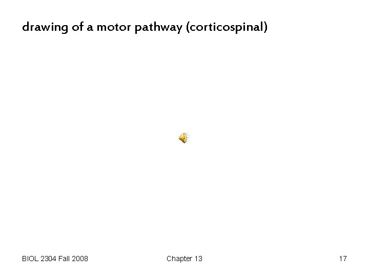 drawing of a motor pathway (corticospinal) BIOL 2304 Fall 2008 Chapter 13 17 