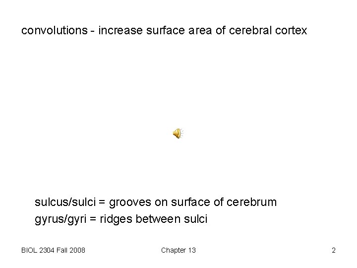convolutions - increase surface area of cerebral cortex sulcus/sulci = grooves on surface of