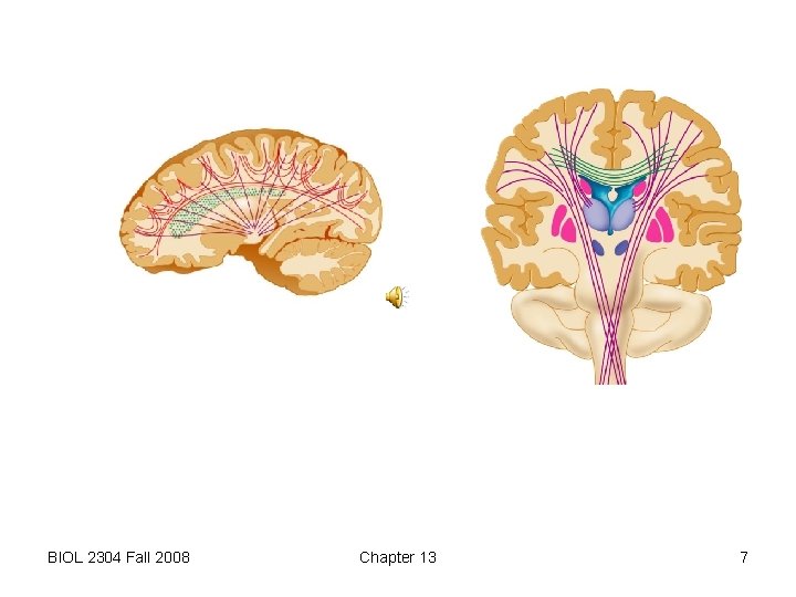BIOL 2304 Fall 2008 Chapter 13 7 