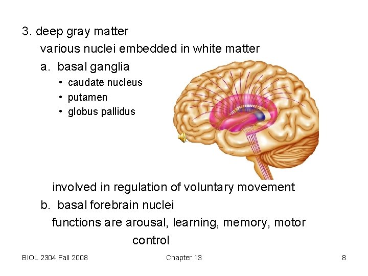 3. deep gray matter various nuclei embedded in white matter a. basal ganglia •