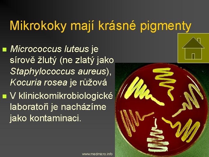 Mikrokoky mají krásné pigmenty n n Micrococcus luteus je sírově žlutý (ne zlatý jako