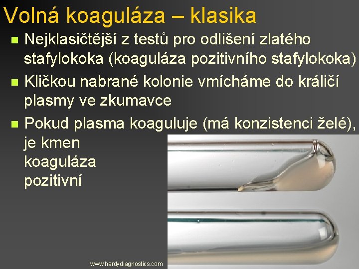 Volná koaguláza – klasika Nejklasičtější z testů pro odlišení zlatého stafylokoka (koaguláza pozitivního stafylokoka)