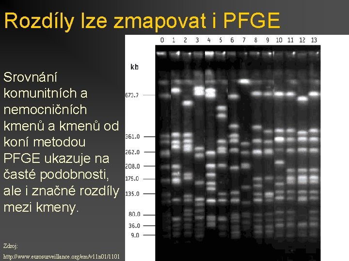 Rozdíly lze zmapovat i PFGE Srovnání komunitních a nemocničních kmenů a kmenů od koní