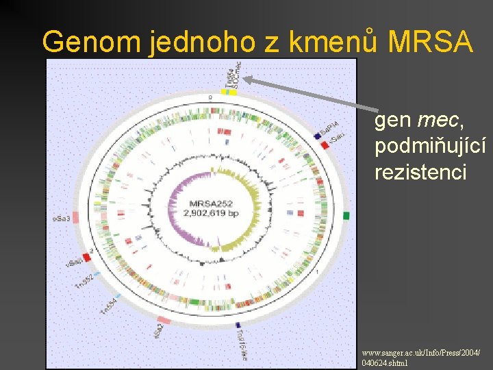 Genom jednoho z kmenů MRSA gen mec, podmiňující rezistenci www. sanger. ac. uk/Info/Press/2004/ 040624.