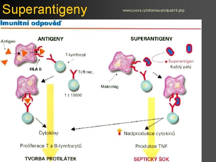 Superantigeny www. zuova. cz/informace/nrlpab 16. php 