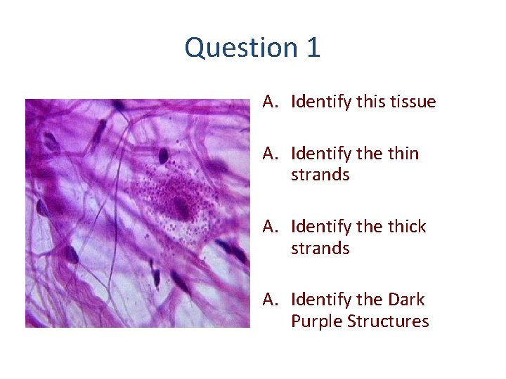Question 1 A. Identify this tissue A. Identify the thin strands A. Identify the