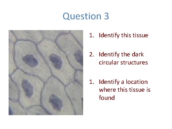 Question 3 1. Identify this tissue 2. Identify the dark circular structures 1. Identify