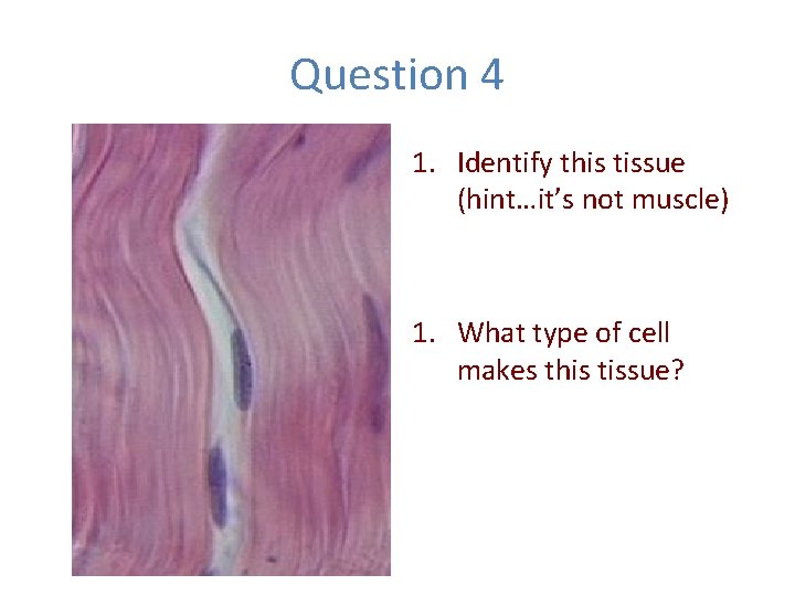 Question 4 1. Identify this tissue (hint…it’s not muscle) 1. What type of cell