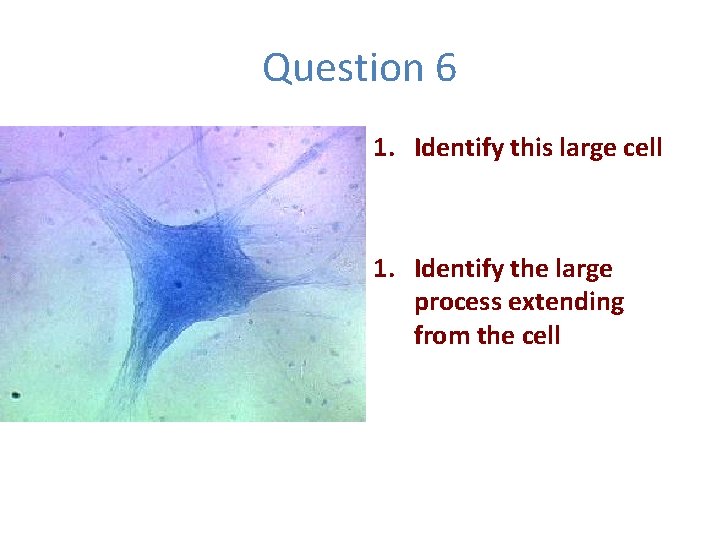 Question 6 1. Identify this large cell 1. Identify the large process extending from