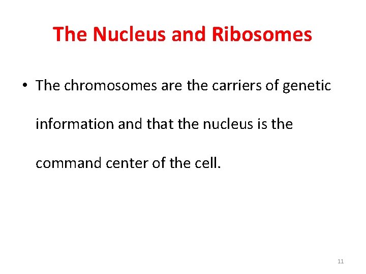 The Nucleus and Ribosomes • The chromosomes are the carriers of genetic information and