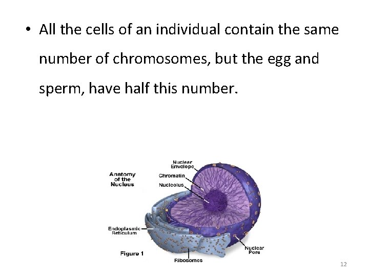  • All the cells of an individual contain the same number of chromosomes,
