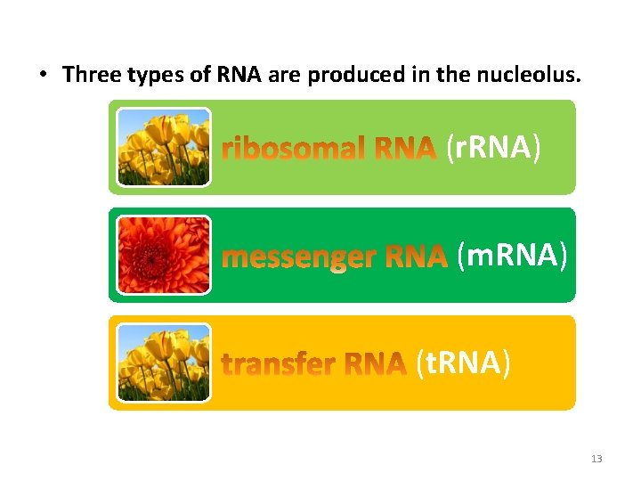  • Three types of RNA are produced in the nucleolus. (r. RNA) (m.
