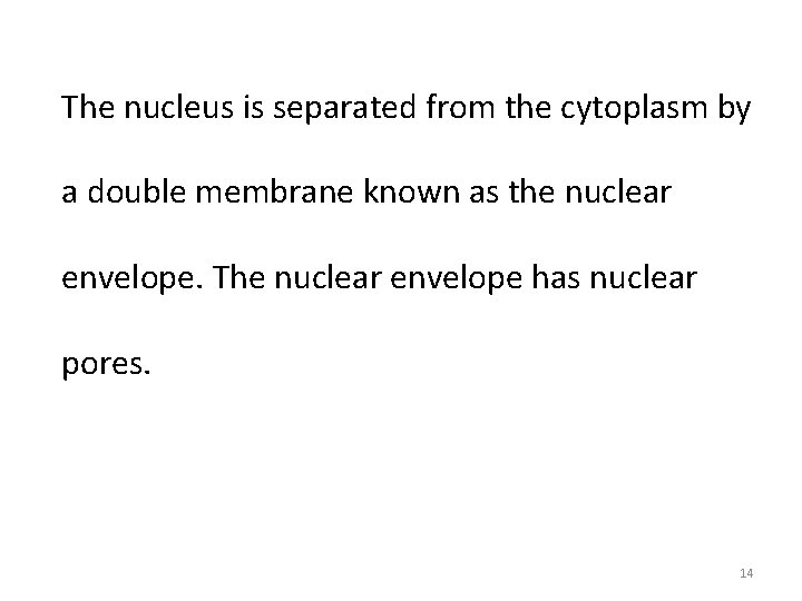The nucleus is separated from the cytoplasm by a double membrane known as the