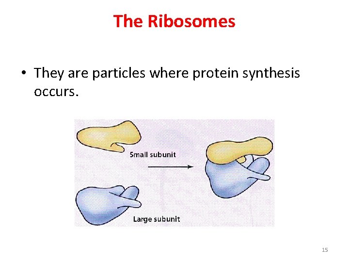 The Ribosomes • They are particles where protein synthesis occurs. 15 