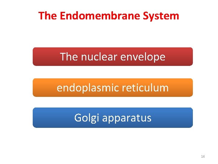 The Endomembrane System The nuclear envelope endoplasmic reticulum Golgi apparatus 16 
