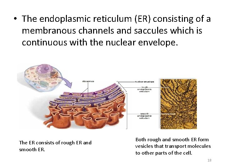  • The endoplasmic reticulum (ER) consisting of a membranous channels and saccules which