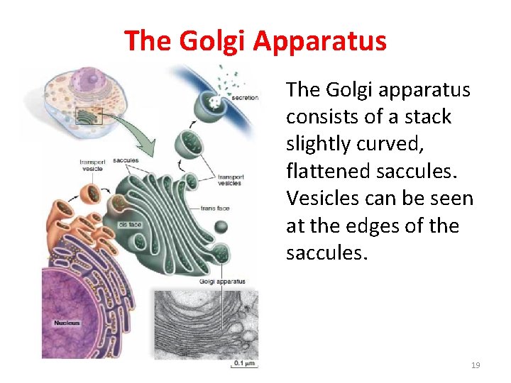 The Golgi Apparatus The Golgi apparatus consists of a stack slightly curved, flattened saccules.