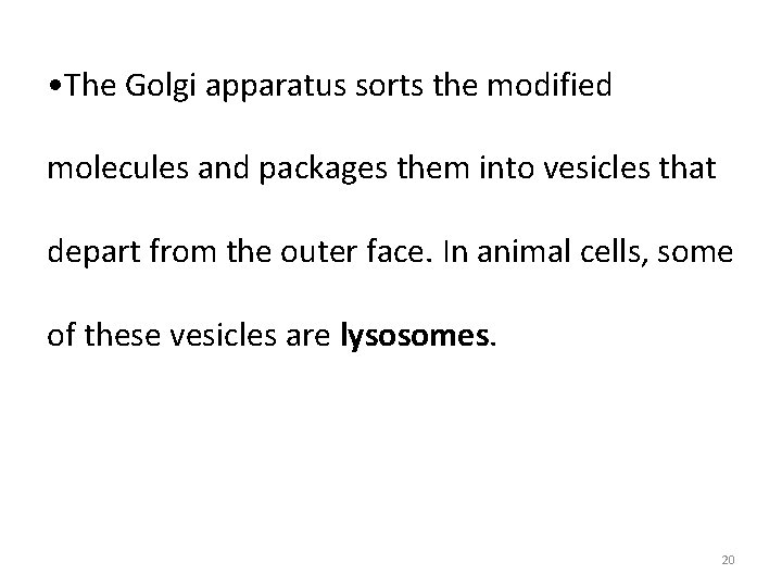  • The Golgi apparatus sorts the modified molecules and packages them into vesicles