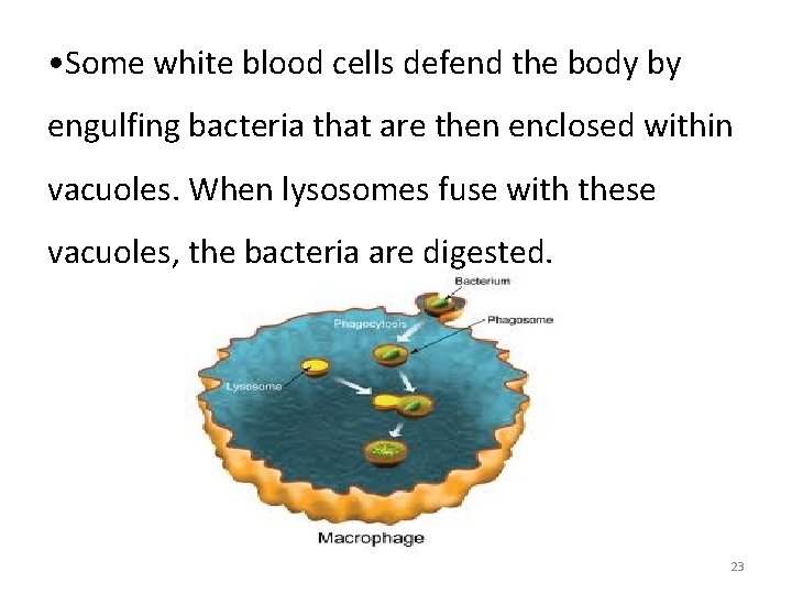  • Some white blood cells defend the body by engulfing bacteria that are