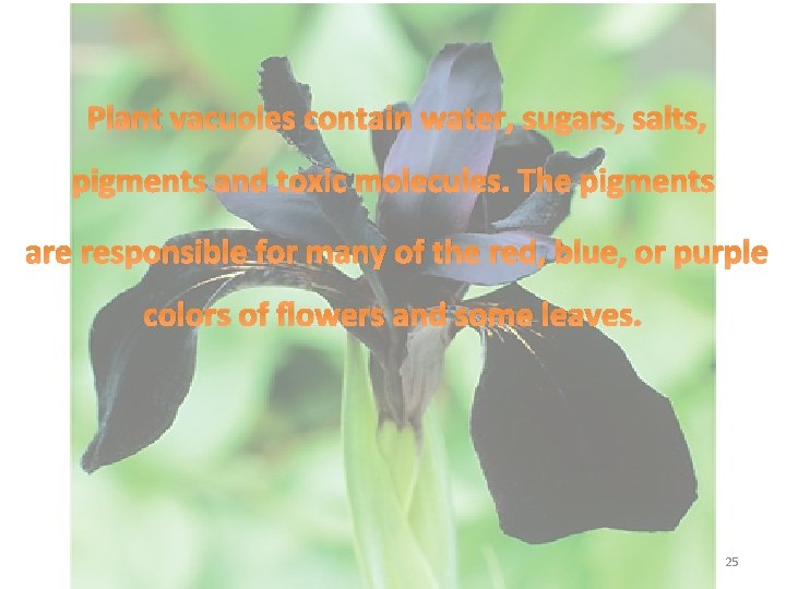 Plant vacuoles contain water, sugars, salts, pigments and toxic molecules. The pigments are responsible