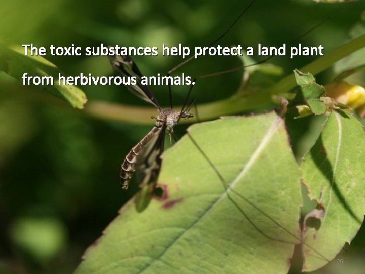 The toxic substances help protect a land plant from herbivorous animals. 26 