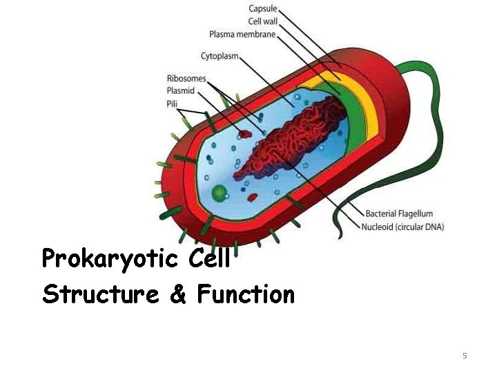 Prokaryotic Cell Structure & Function 5 