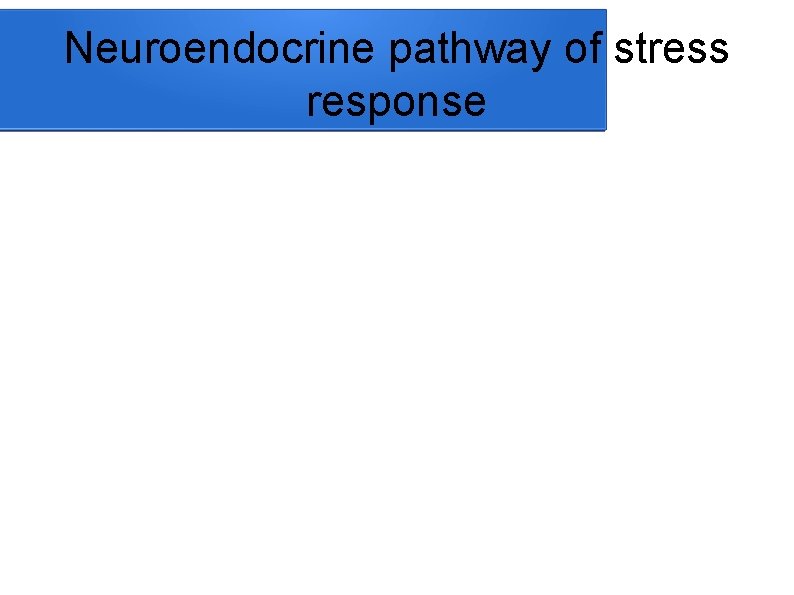 Neuroendocrine pathway of stress response 
