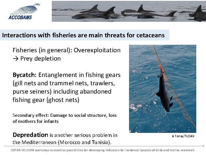 Interactions with fisheries are main threats for cetaceans Fisheries (in general): Overexploitation → Prey