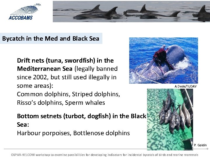Bycatch in the Med and Black Sea Drift nets (tuna, swordfish) in the Mediterranean