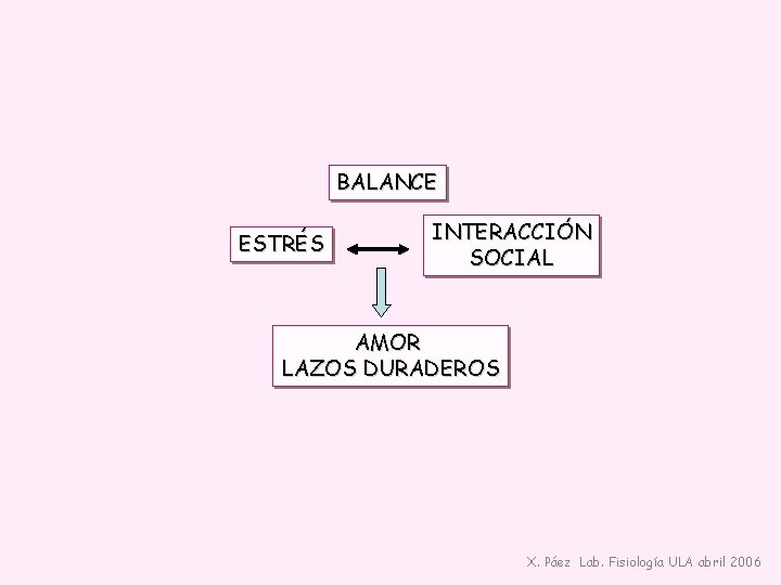 BALANCE ESTRÉS INTERACCIÓN SOCIAL AMOR LAZOS DURADEROS X. Páez Lab. Fisiología ULA abril 2006