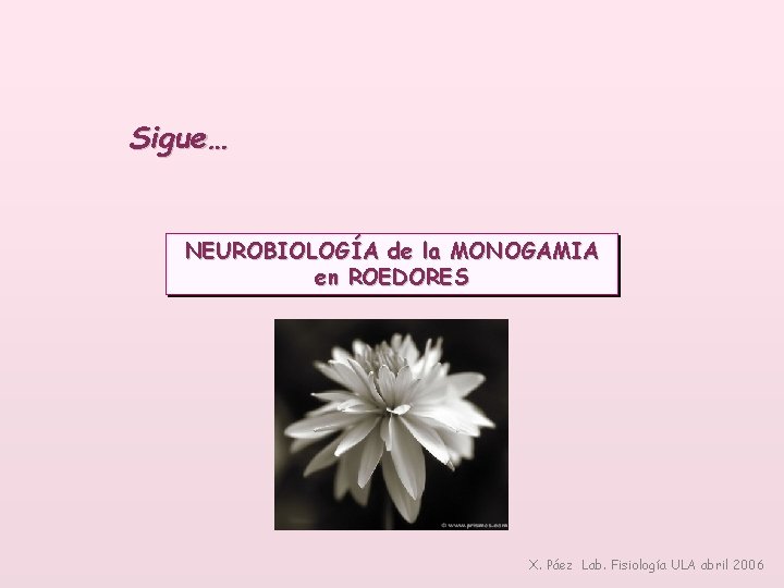 Sigue… NEUROBIOLOGÍA de la MONOGAMIA en ROEDORES X. Páez Lab. Fisiología ULA abril 2006